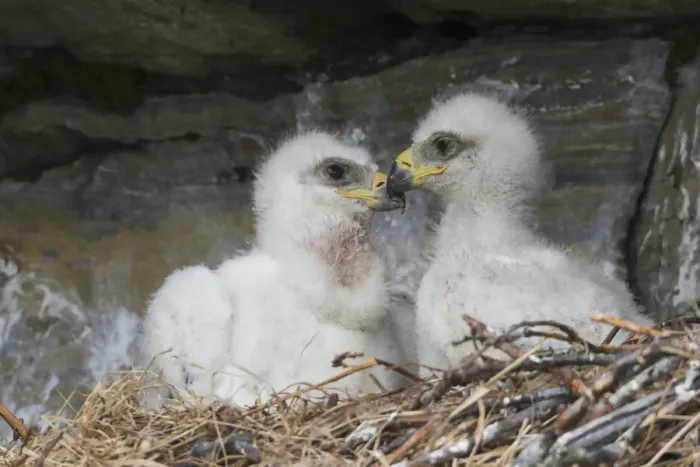 Framed Print : Golden Eagle chicks Print Framed Print : Golden Eagle chicks Print