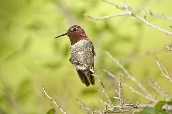 Annas Hummingbird, perched on a branch