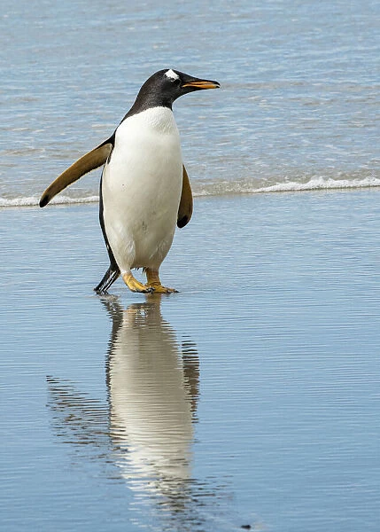 Antarctic, gentoo, penguin