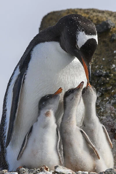 Antarctica, Antarctic Peninsula, Brown Bluff. Gentoo penguin feeding three chicks