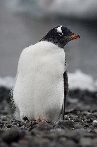 Antarctica, Antarctic Penninsula, Brown Bluff (63832 S, 56855 W). Gentoo penguin