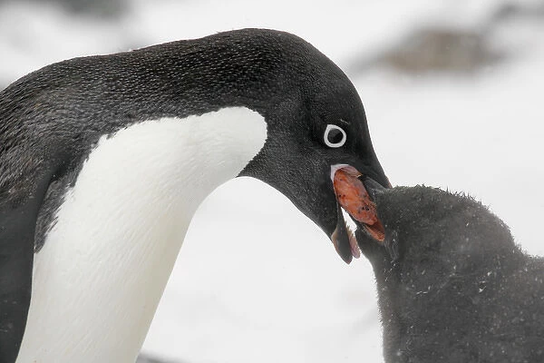 Antarctica, Brown Bluff. Adelie penguin adult feeding young regurgitated krill. Credit as