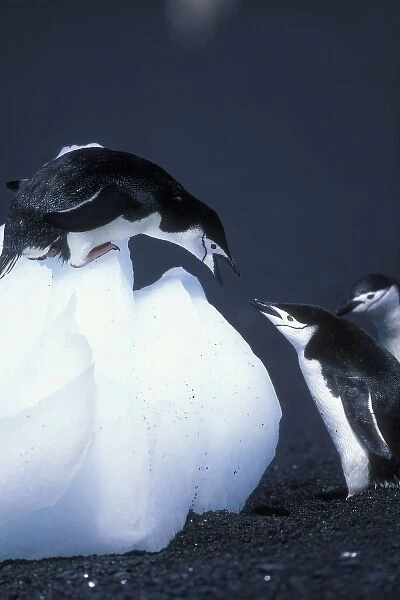 Antarctica, Deception Island, Chinstrap penguin (Pygoscelis antarctica) atop iceberg