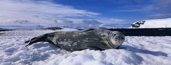 Antarctica, Half Moon Island, Weddell Seal (Leptonychotes weddelli) rests on snow-covered