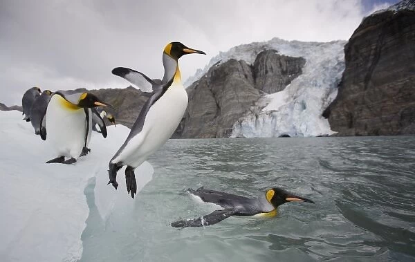 Antarctica, South Georgia Island (UK), King Penguin (Aptenodytes patagonicus) leaps