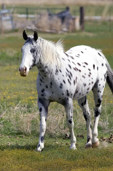 Appaloosa horse in Idaho