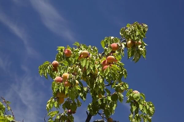 Apricot orchard, Bannockburn, Central Otago, South Island, New Zealand