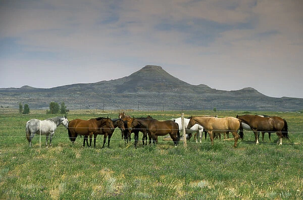 Arapaho traditional homelands in Wyoming with a heard of horses in the foreground