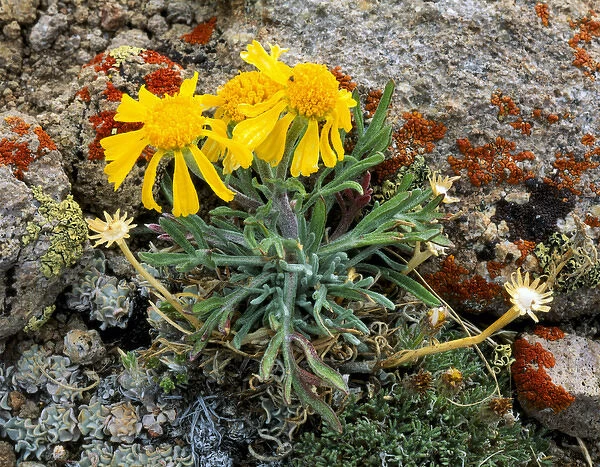 ARC DOME WILDERNESS, NEVADA. USA. Hymenoxys in bloom on crest of Toiyabe Range. Toiyabe-Humboldt