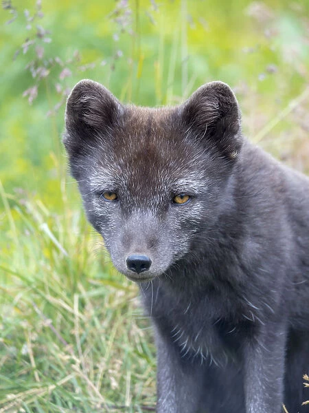 Arctic Fox (Vulpes lagopus, Alopex lagopus), Melrakkasetur Islands, Westfjords, Iceland