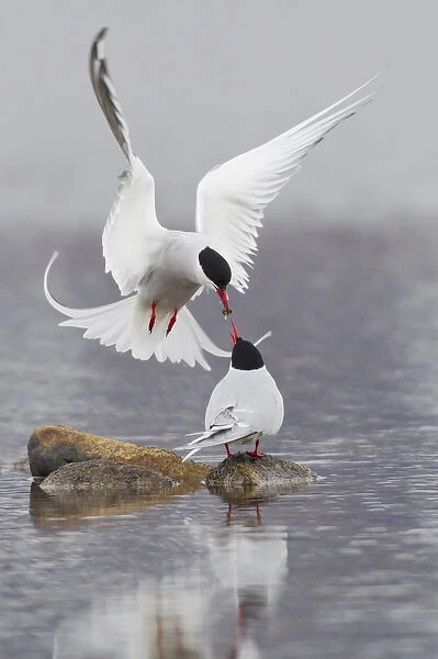 Arctic Terns, courtship