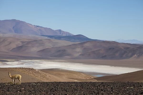 Argentina, Province Salta, vicuna with view to salt lake Tolillar