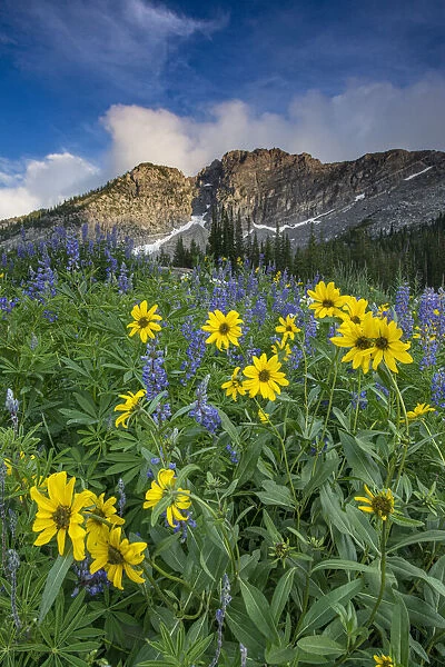 Arnica and lupine, Devils Castle, Albion Basin, Alta Ski Resort Wasatch Mountains