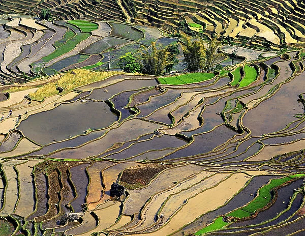 Asia, China, Yunnan, Honghe. Rice Terraces near Leuy Villge
