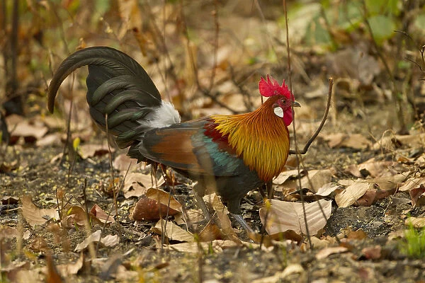 Asia, India, Kanha National Park, Madhya Pradesh, Red junglefowl, Gallus gallus, male