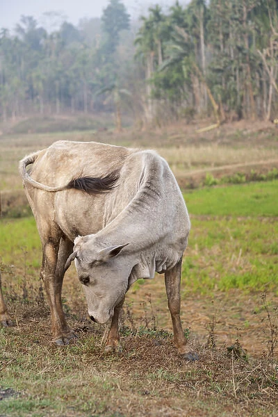 Asia, India, Meghalaya, Bajengdoba. East Garo Hills region. A cow amidst the fields
