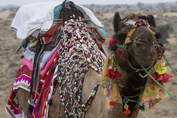 Asia, India, Rajasthan, Manvar, desert, sand dunes. decorated camel