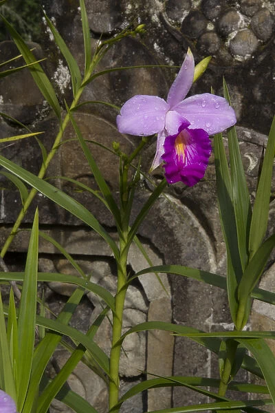 Asia, Indonesia, Bali. Orchid at Eka Karya Botanic Garden, also known as Bali Botanic
