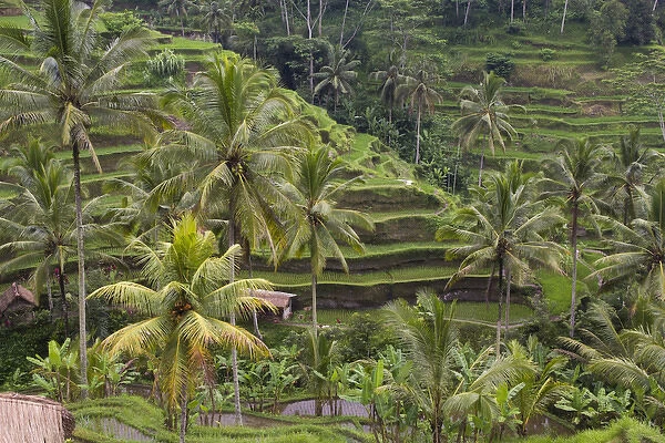 Asia, Indonesia, Bali. Terraced Subak (irrigation) Rice paddies of Bali Island, Indonesia