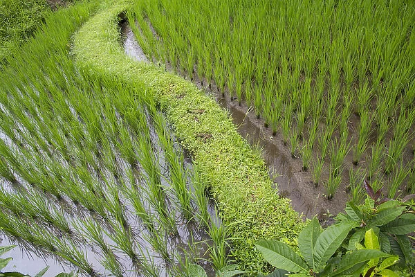 Asia, Indonesia, Bali. Terraced Subak Rice paddies of Bali Island, Indonesia