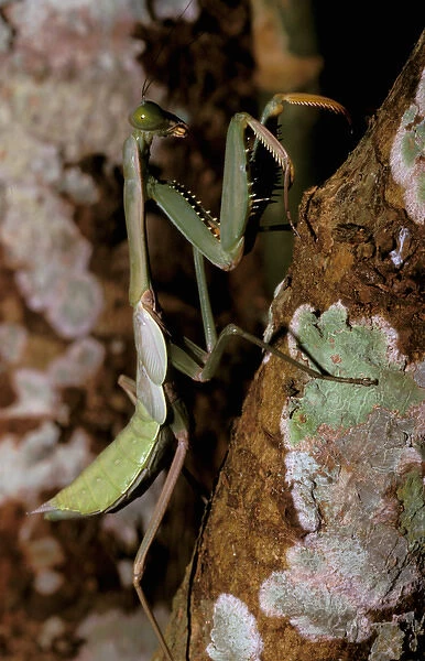 Asia, Papua New Guinea, Mount Amungwiwa region. Praying Mantis, tenodera sinesis