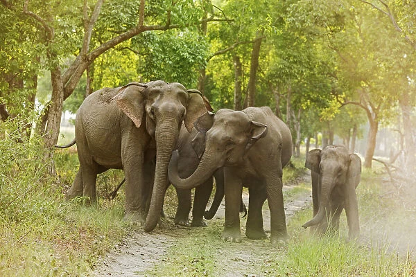 Asian Elephant family on the jungle track. Corbett National Park, India