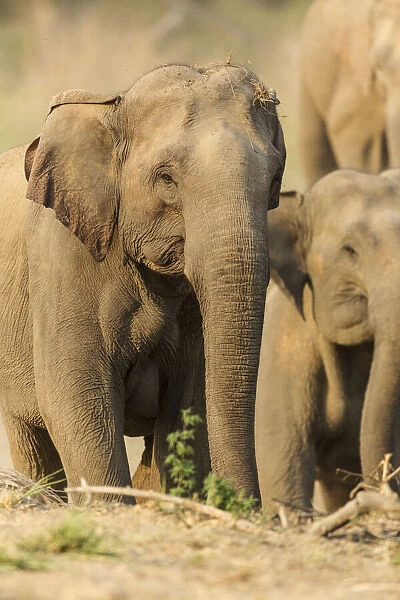 Asian Elephant (female), Corbett National Park, India