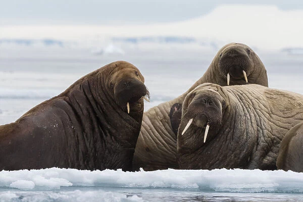 Atlantic walruses (Odobenus rosmarus), Vibebukta, Austfonna, Nordaustlandet