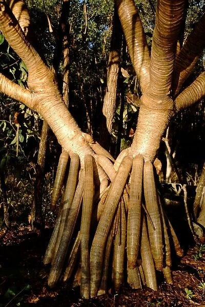 Australia, Queensland, Fraser Island. UNESCO World Heritage site. Tree roots