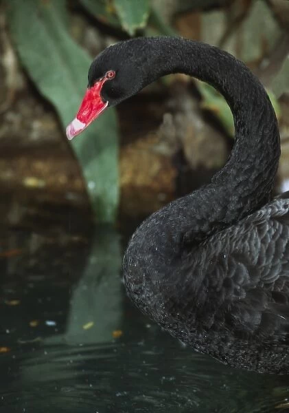 Australia. A Black Swan (Cygnus atratus)