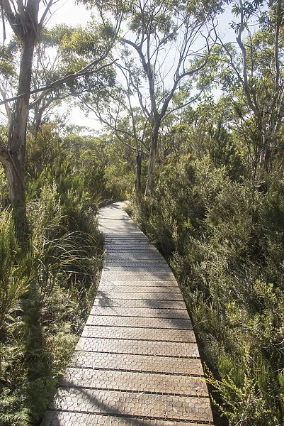 Australia, Tasmania, Tasman National Park. Three Capes Track Cape Hauy boardwalk