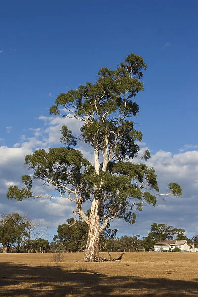 Australia, Victoria, VIC, Yarra Valley, gum tree