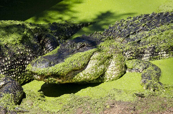 Australia, Western Australia, Broome. Malcolm Douglas Crocodile Park. Large American alligator