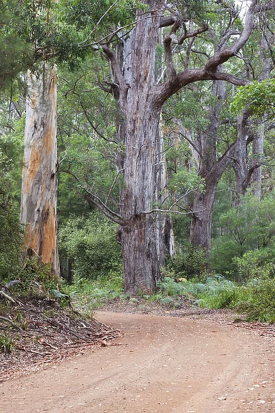 Australia, Western Australia, The Southwest, Walpole, giant tingle trees