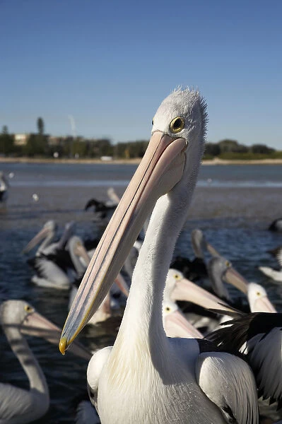 Australian Pelicans (Pelecanus conspicillatus), at The Entrance, New South Wales