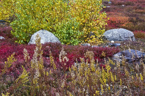 autumn; blueberry barrens; granite rocks; East Orland; Maine; USA