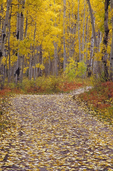 Autumn colors and road in Kebler Pass