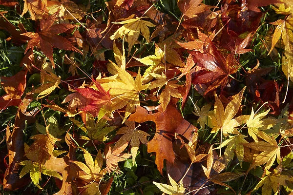 Autumn leaves, Botanic Gardens, Dunedin, Otago, South Island, New Zealand