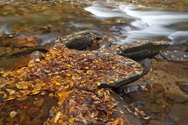 Autumn leaves along Looking Glass Creek in the Pisgah National Forest in North Carolina