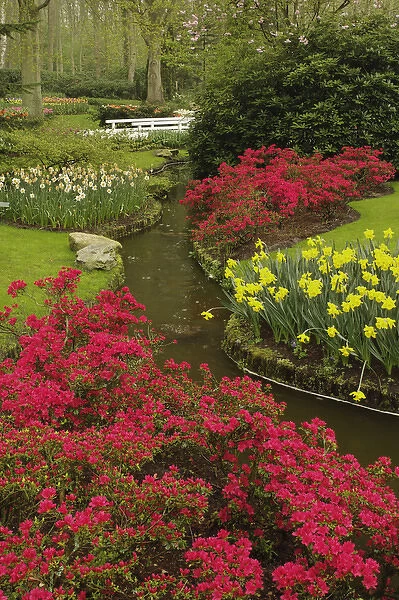 Azalea and daffodil garden, Keukenhof Gardens; Lisse; Netherlands, Holland