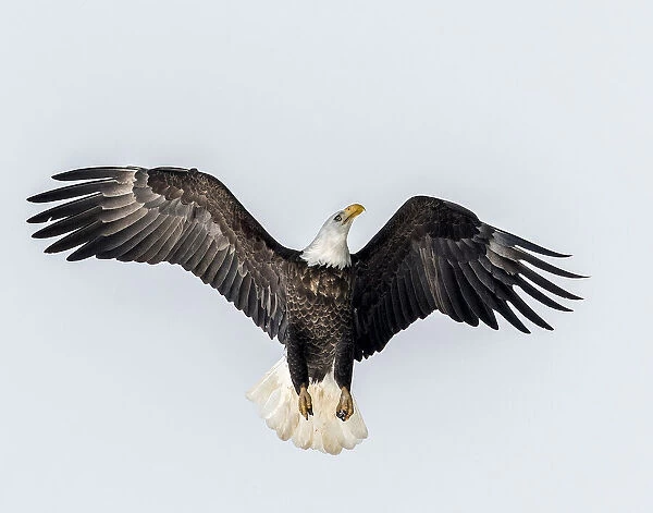 Bald Eagle going for altitude