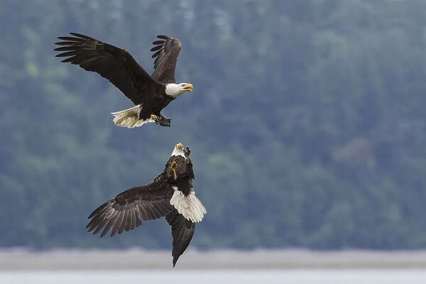 Bald eagle pair battle over morsel of food