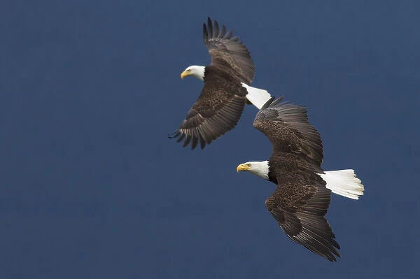 Bald Eagle Pair in Flight