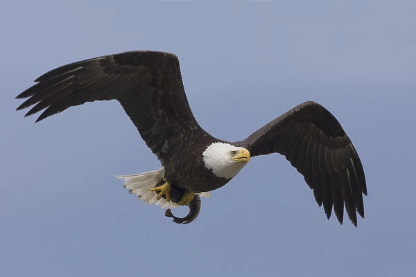 Bald Eagle, returning to perch to eat catch