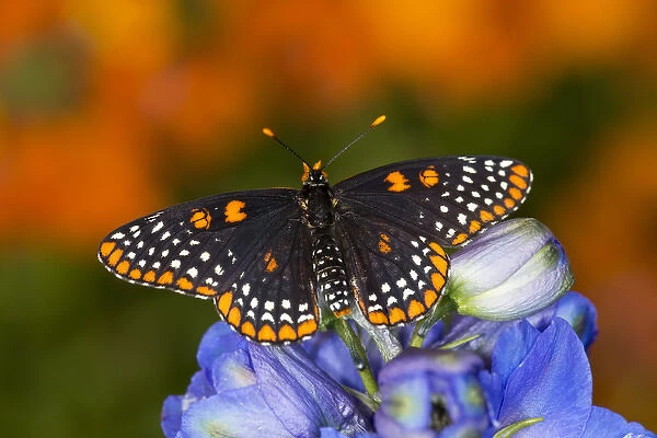 Baltimore Checkered Spot Butterfly