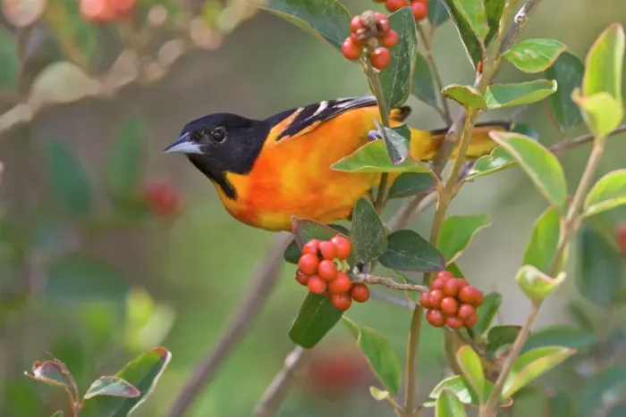 Framed Print : Baltimore Oriole Print - Adult Male in Fiddlewood Bush Framed Print : Baltimore Oriole Print - Adult Male in Fiddlewood Bush
