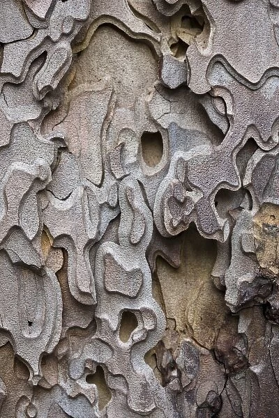 Bark of a Ponderosa Pine tree (Pinus ponderosa) Yosemite Valley - Yosemite National Park