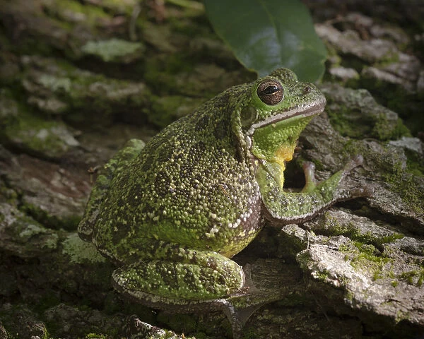 Barking tree frog on live oak tree, Hyla gratiosa, Florida