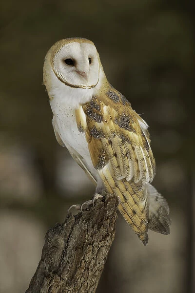 Barn Owl, Tyto alba (Captive) Montana