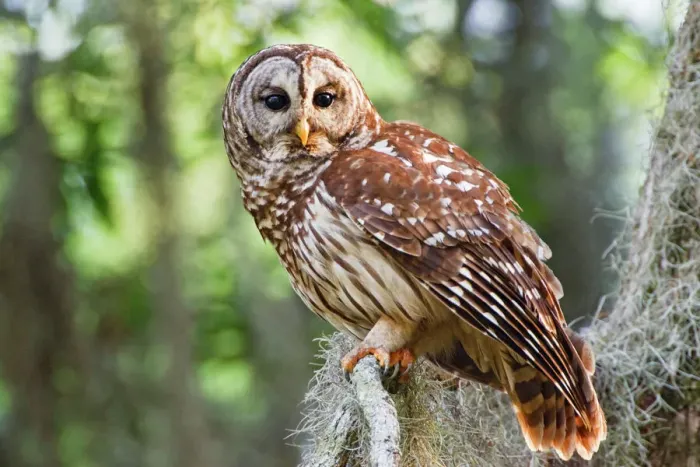 Framed Print : Barred Owl Print - Adult in East Texas Forest Framed Print : Barred Owl Print - Adult in East Texas Forest